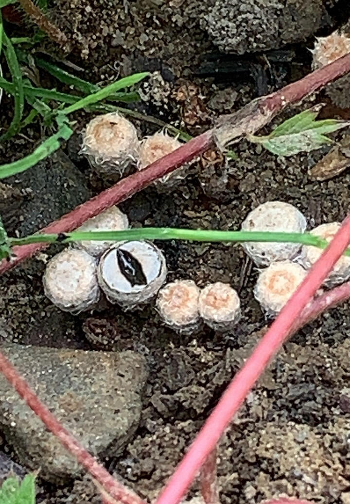 Tiny fungus that looks like furry toes nestled into brown garden earth; one “toe” is opening up into a dark cup that looks like a bird's nest