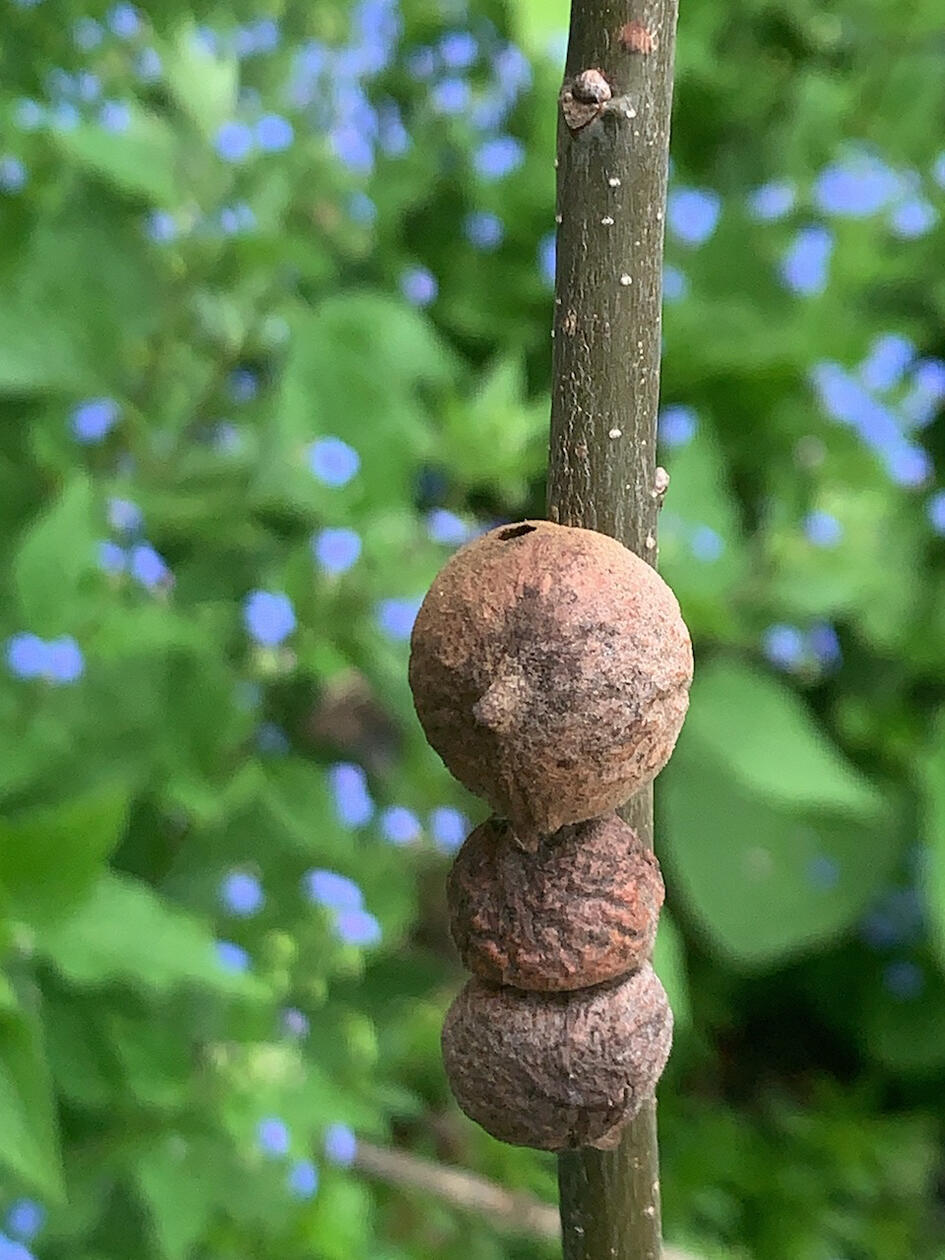 Two spherical growths attached to the trunk of an oak sapling; the upper growth has a small "nipple" that reveals why its botanical species name includes "mamma"