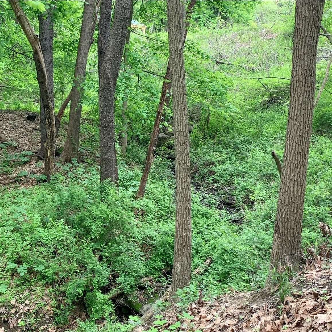 Lush green shrubs amid tree trunks along a natural, wooded pathway Lush green shrubs amid tree trunks along a natural, wooded pathway