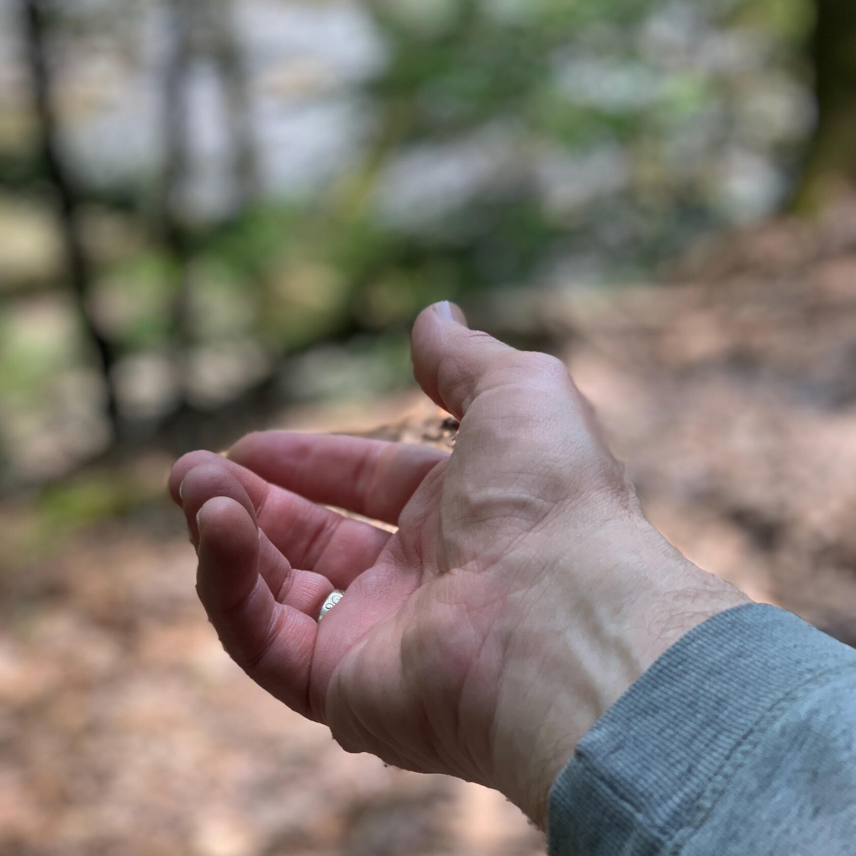 Man's hand, palm up, extended toward trees in the background Man's hand, palm up, extended toward trees in the background