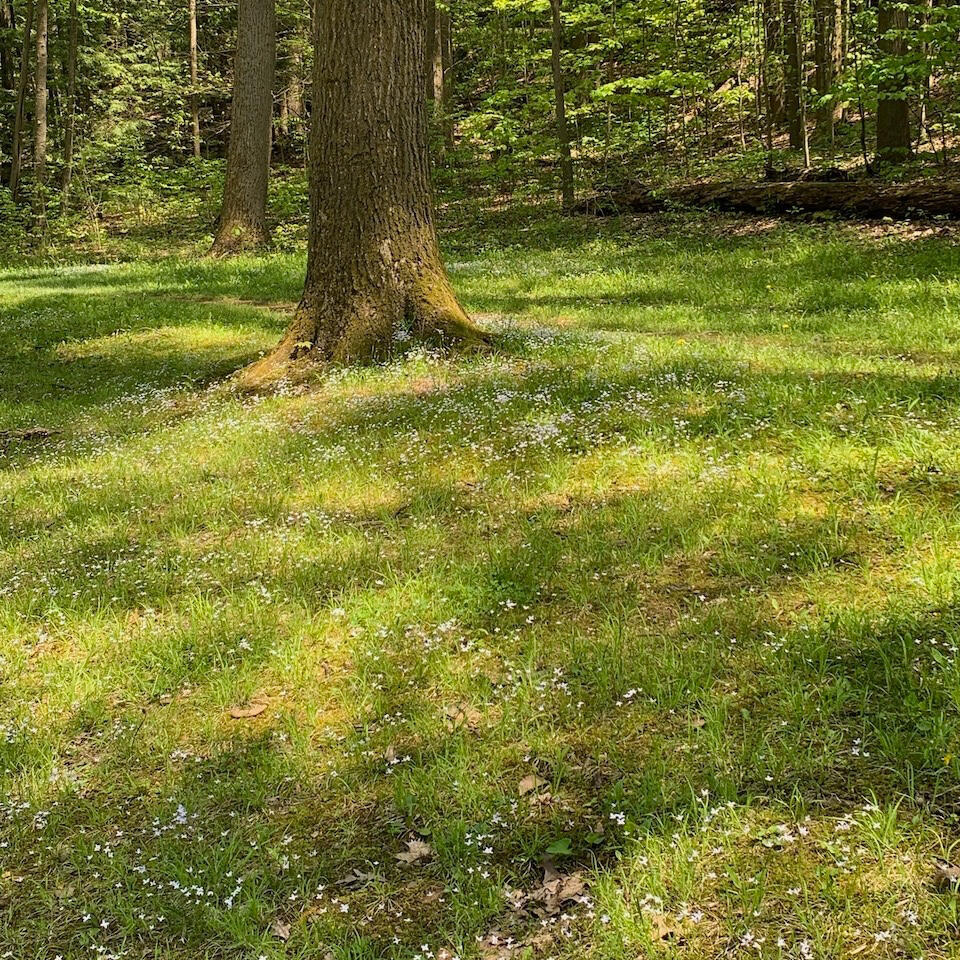 Dappled sunlight on springtime meadow under trees Dappled sunlight on springtime meadow under trees