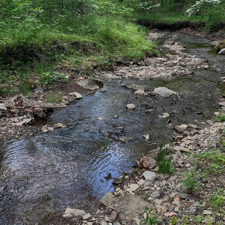 Small stream through the woods evoking gentle sounds of water running over stones Small stream through the woods evoking gentle sounds of water running over stones